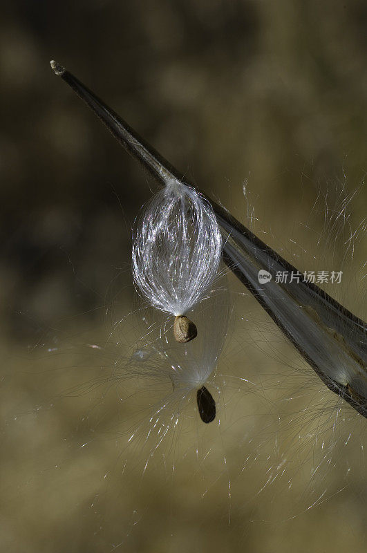 窄叶马利筋种子正在释放，Asclepias fascicularis，松树溪，Inyo国家森林，内华达山脉东部，加州，扩散，随风吹，播种植物，重新生长。夹竹桃科。